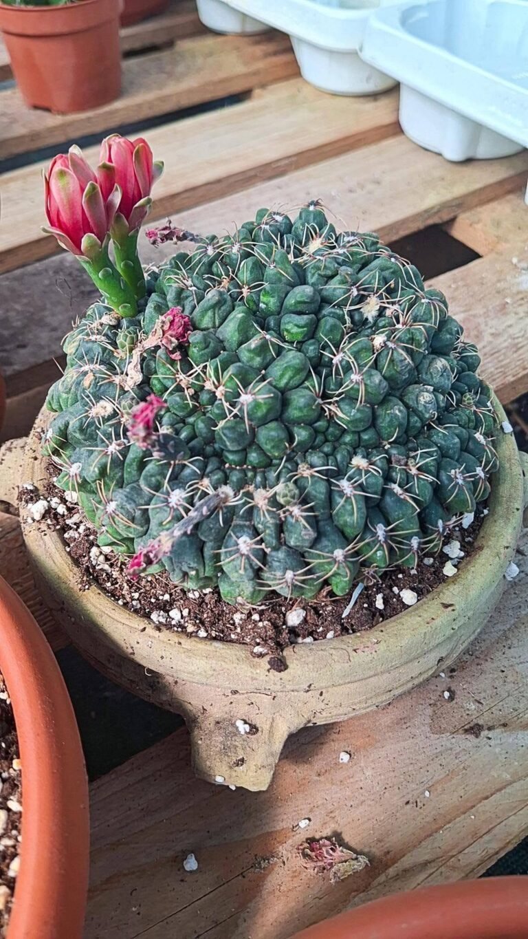 Gymnocalycium baldianum crestato