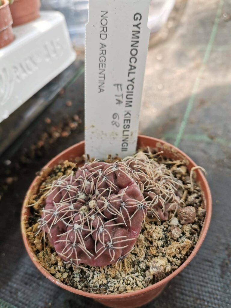 Gymnocalycium Kieslingii