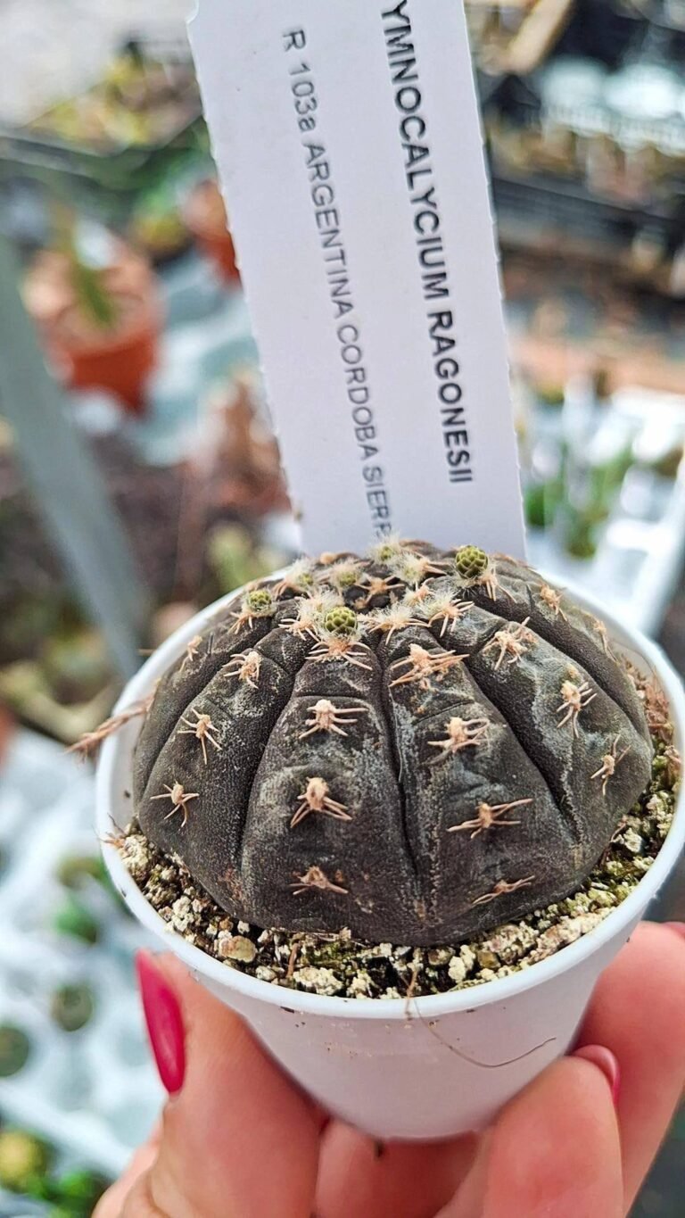 Gymnocalycium Ragonesei