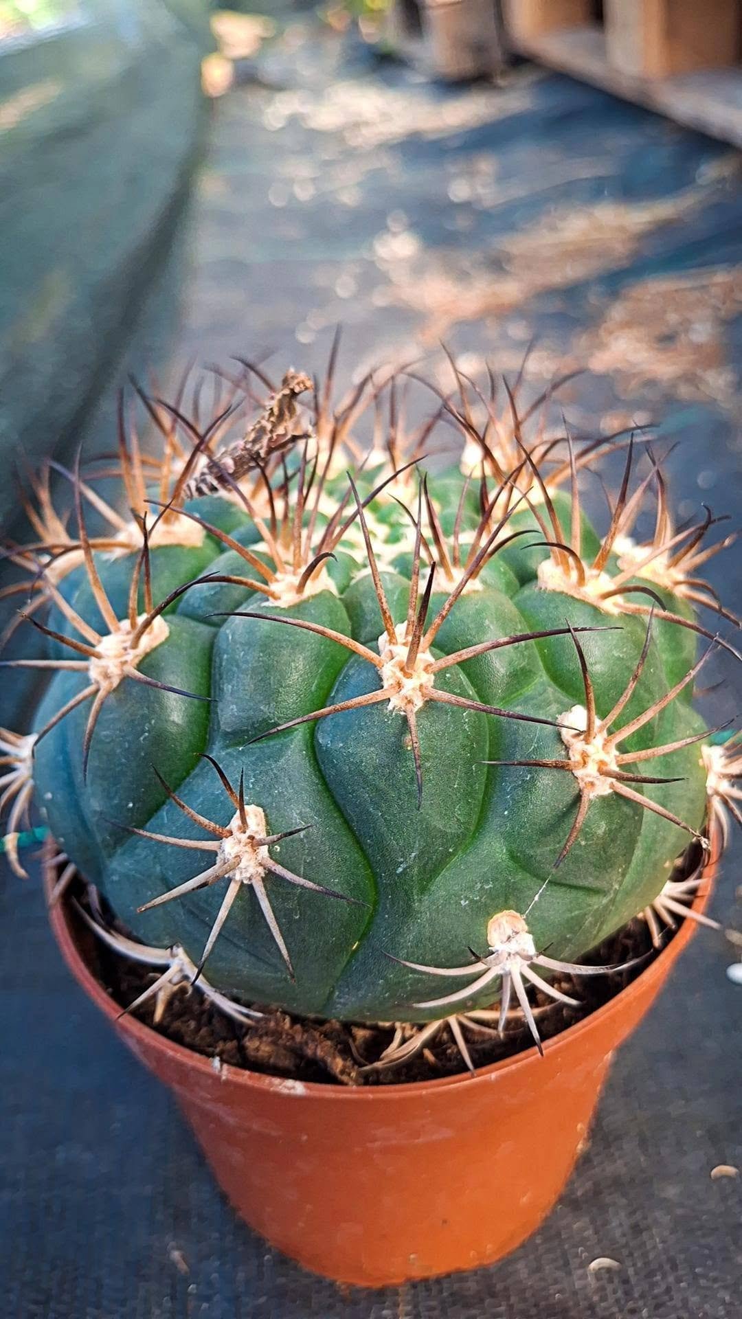 Gymnocalycium Saglionis