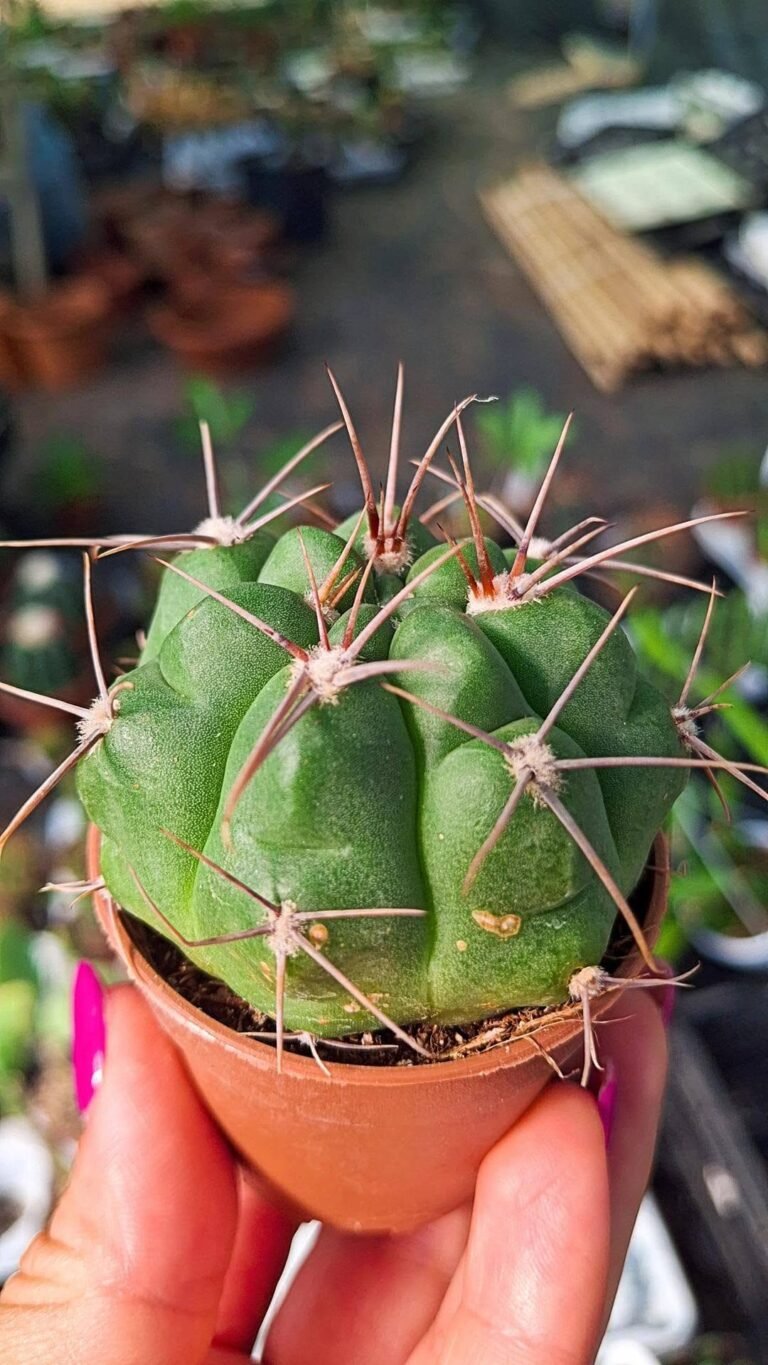 Gymnocalycium SP