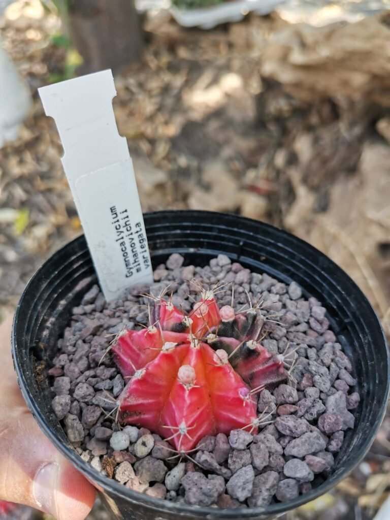 Gymnocalycium Thai Variegata