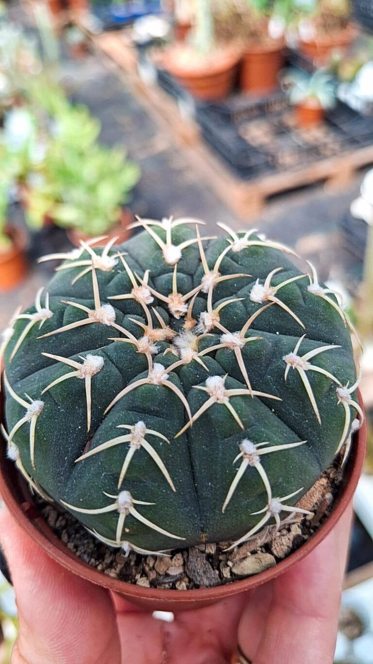 Gymnocalycium Vatteri
