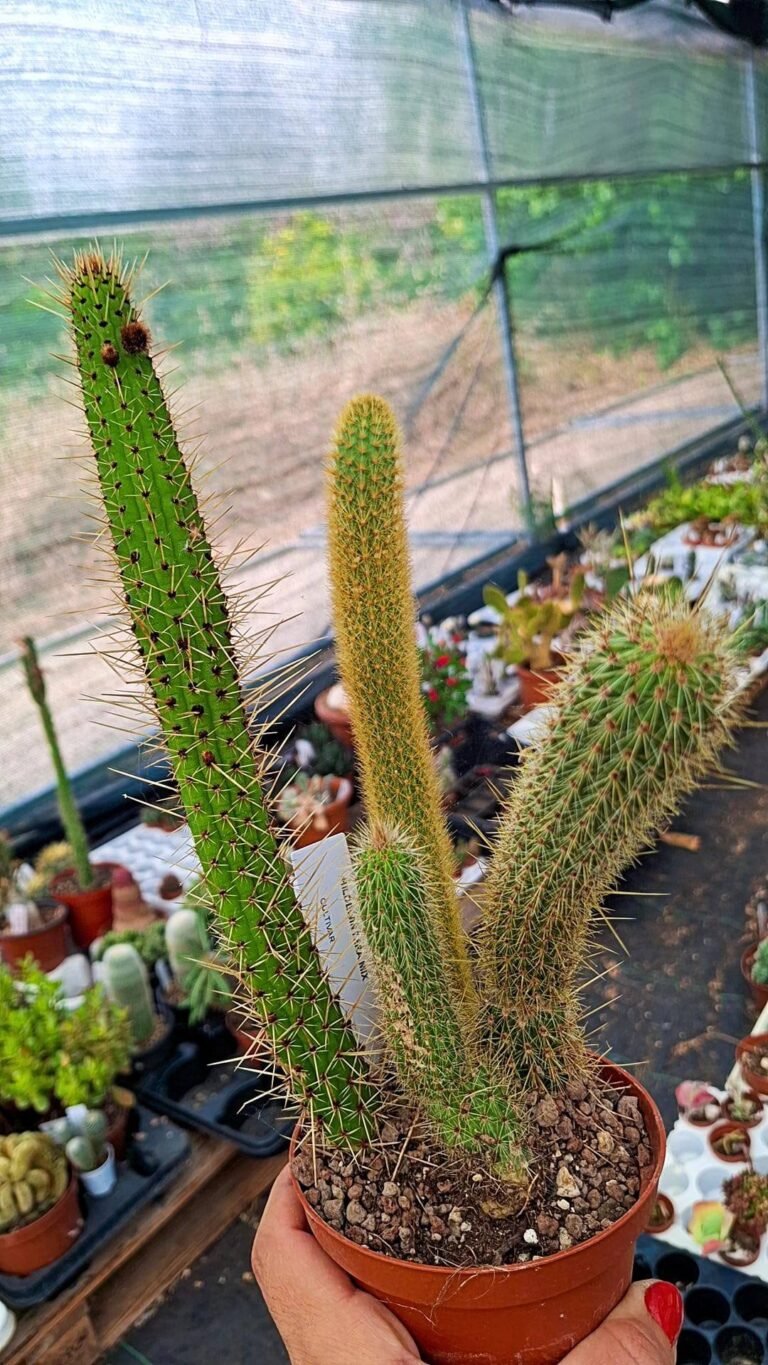 Hildewintera + cleistocactus mix