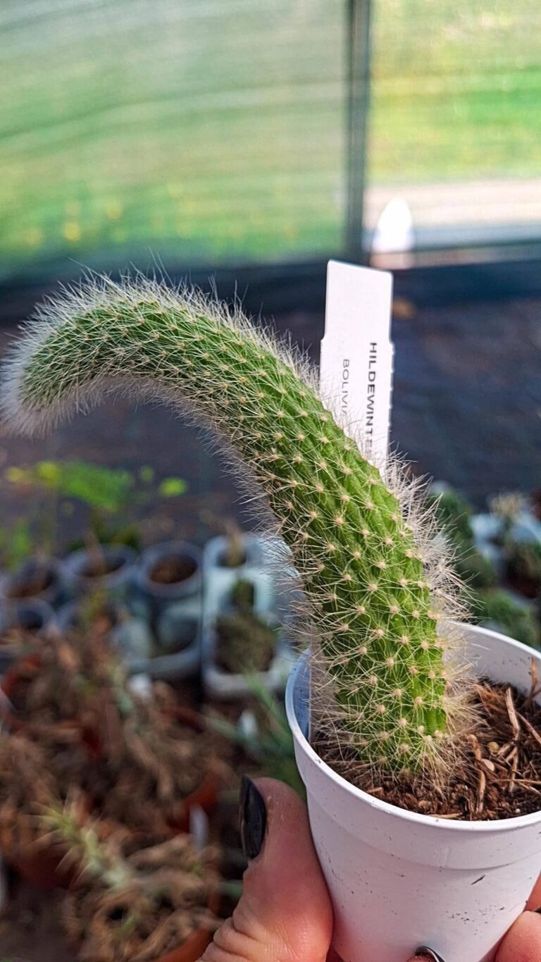 Hildewintera Colademononis