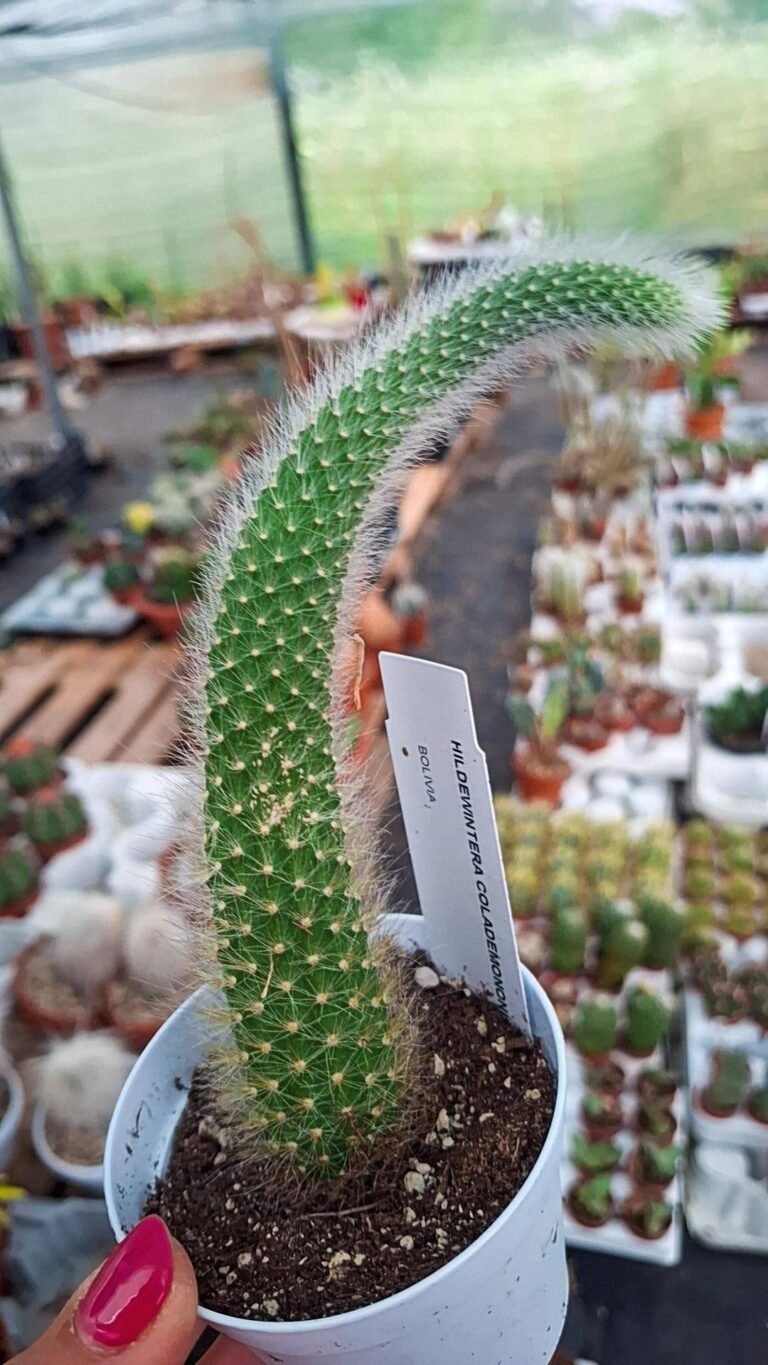 Siracactus-cactus-Hildewintera-colademononis-o-coda-di-scimmia.jpg