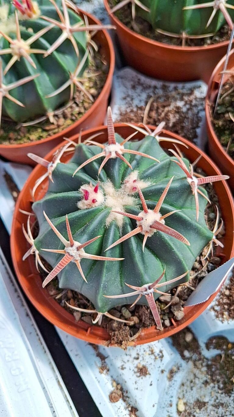 Siracactus-cactus-Homalocephala-texensis.jpg