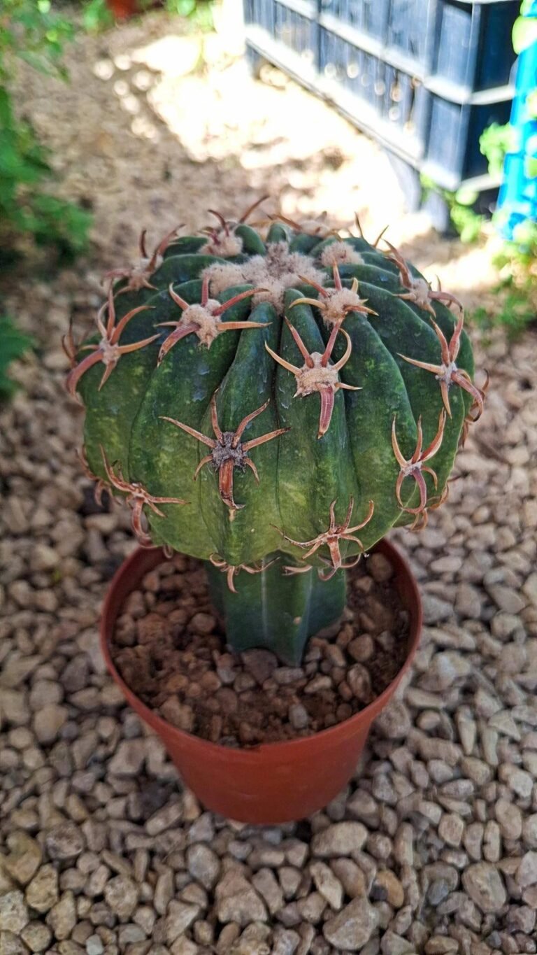 Homalocephala texensis cv. Curlyspines innestata