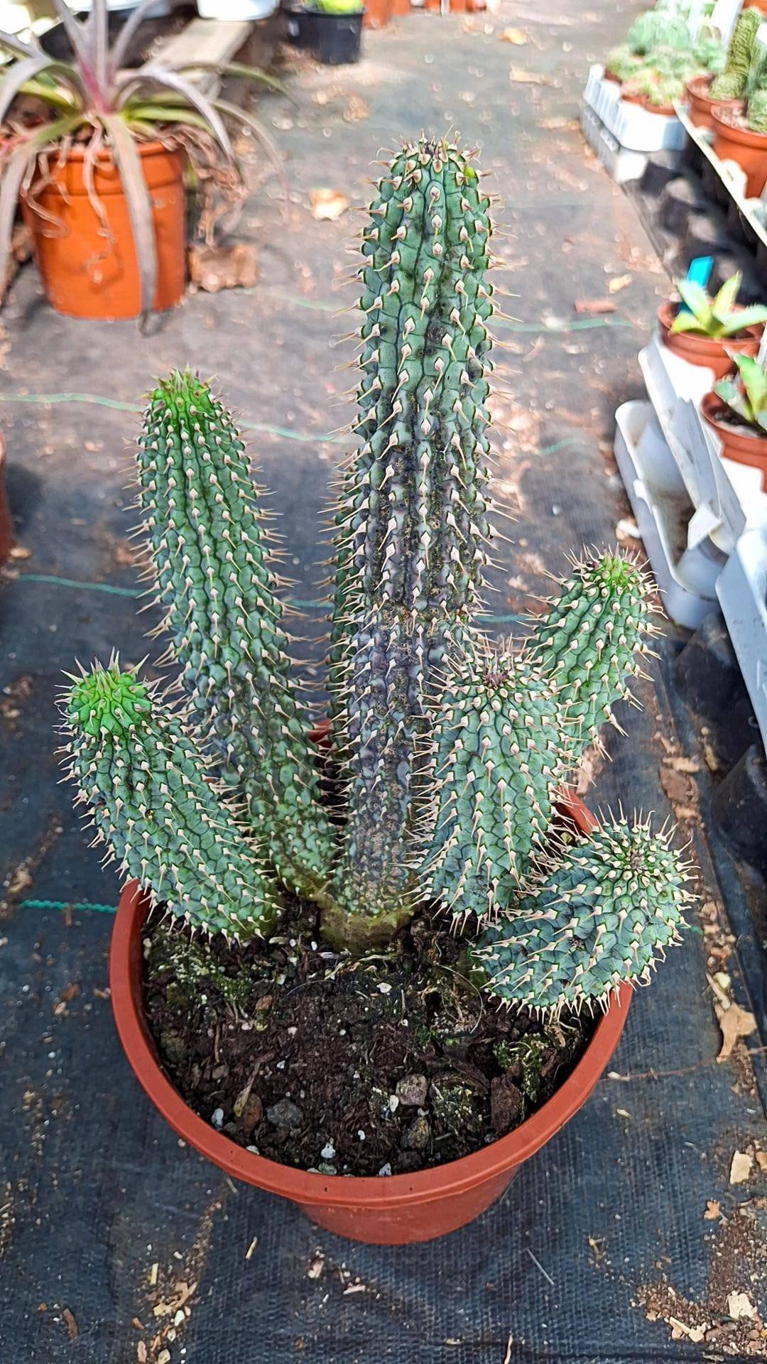 Hoodia Gordonii accestita Big Size
