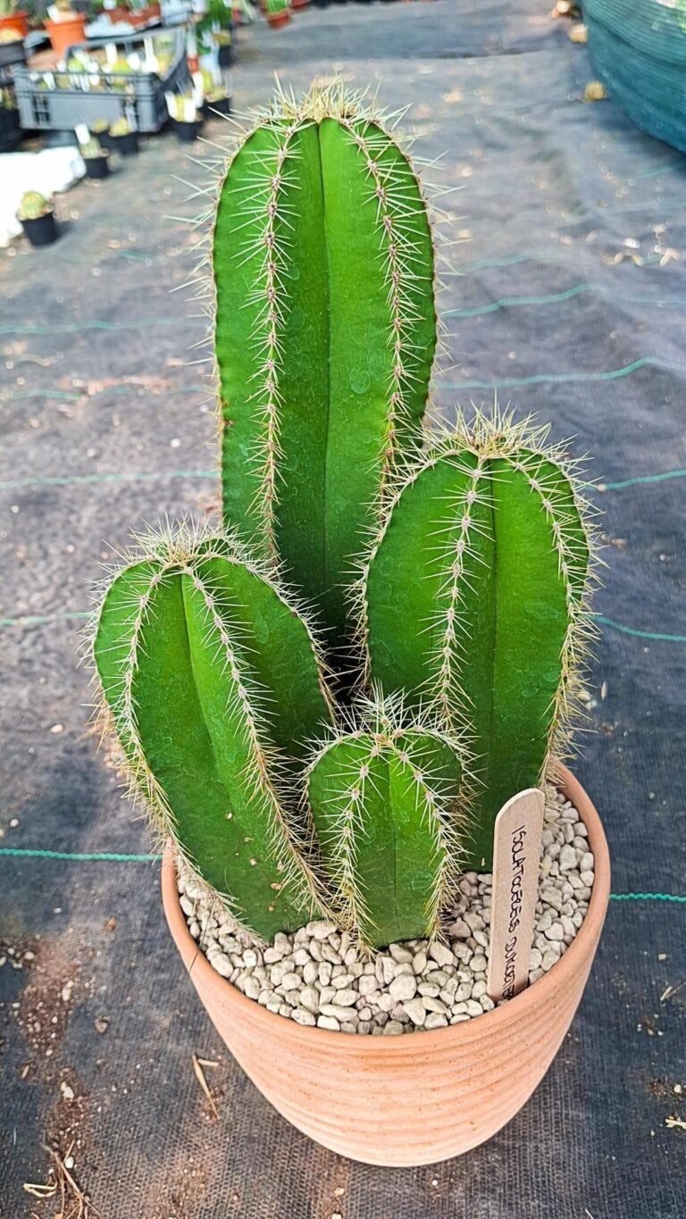 Siracactus-cactus-Isolatocereus-dumortieri.jpg