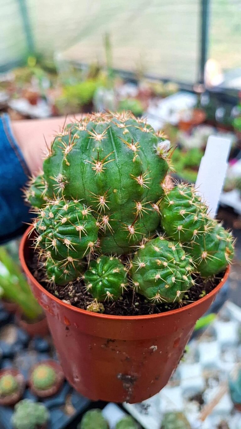 Lobivia sp accestita