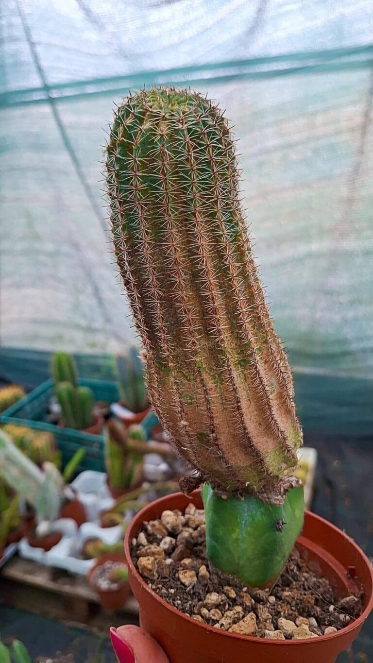 Siracactus-cactus-Lobivia-stern-von-lorsch-innestata.jpg