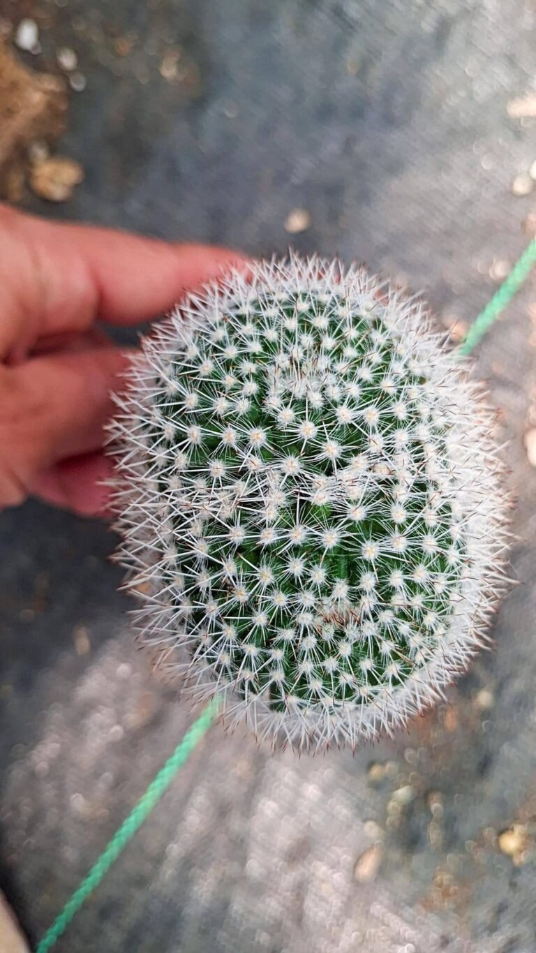 Mammillaria Bicefala
