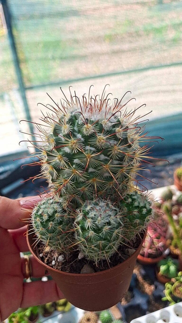 Mammillaria Bombycina