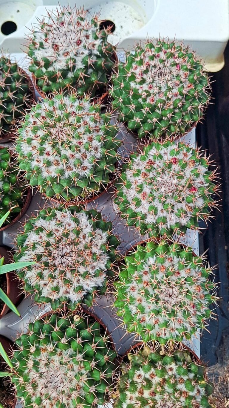 Mammillaria Compressa