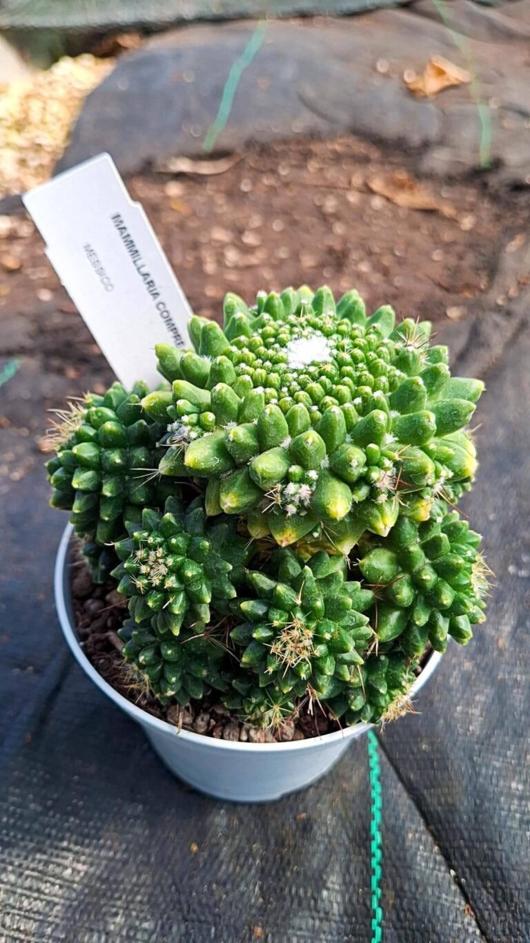 Mammillaria compressa inermis