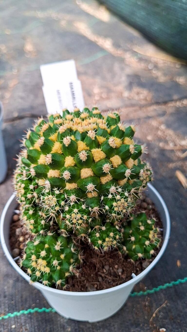 Siracactus-cactus-Mammillaria-eichlamii-accestita.jpg