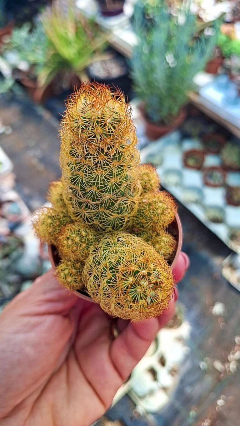 Mammillaria elongata Lemon juice