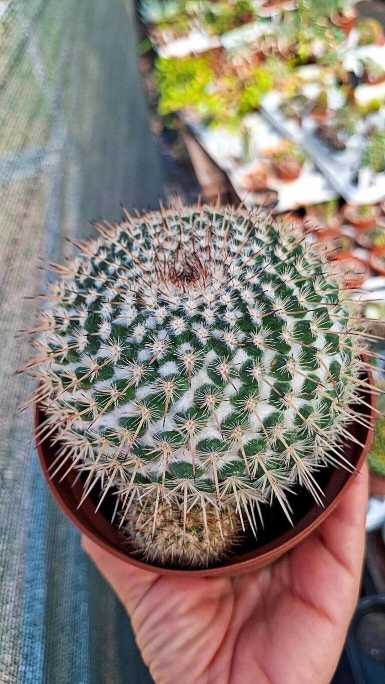 Mammillaria Geminispina