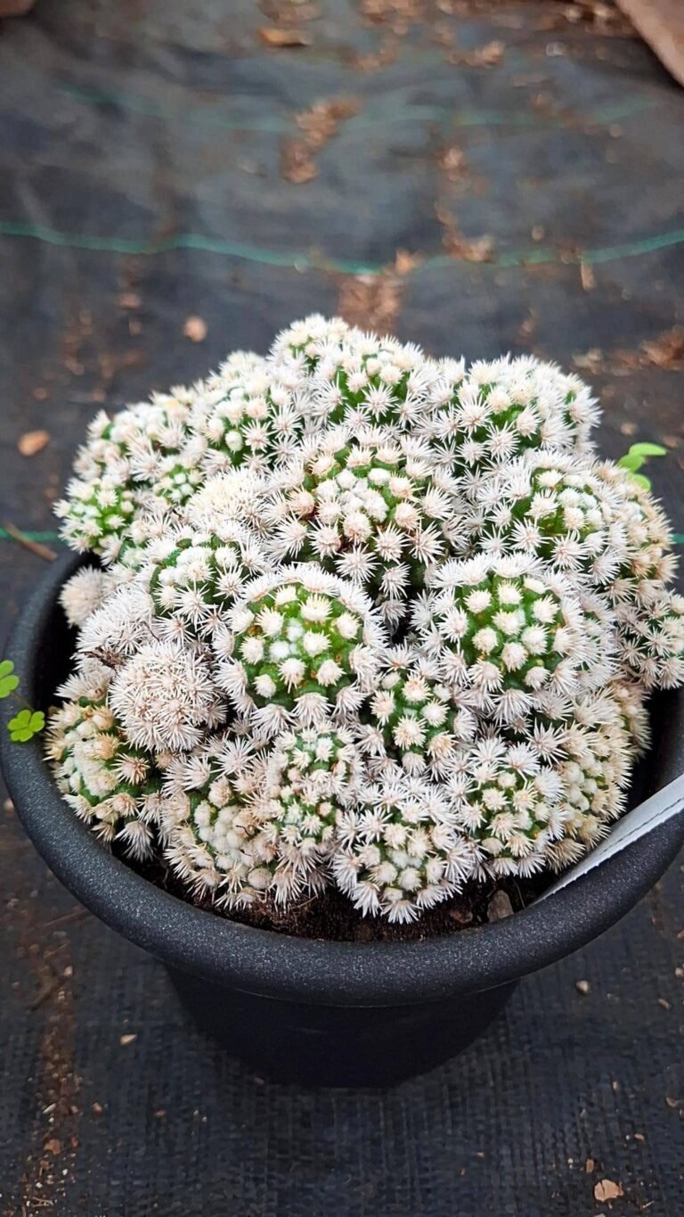 Siracactus-cactus-Mammillaria-gracilis-Arizona-snowcap.jpg