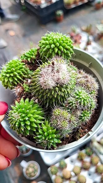 Siracactus-cactus-Mammillaria-knippeliana-mostruosa.jpg