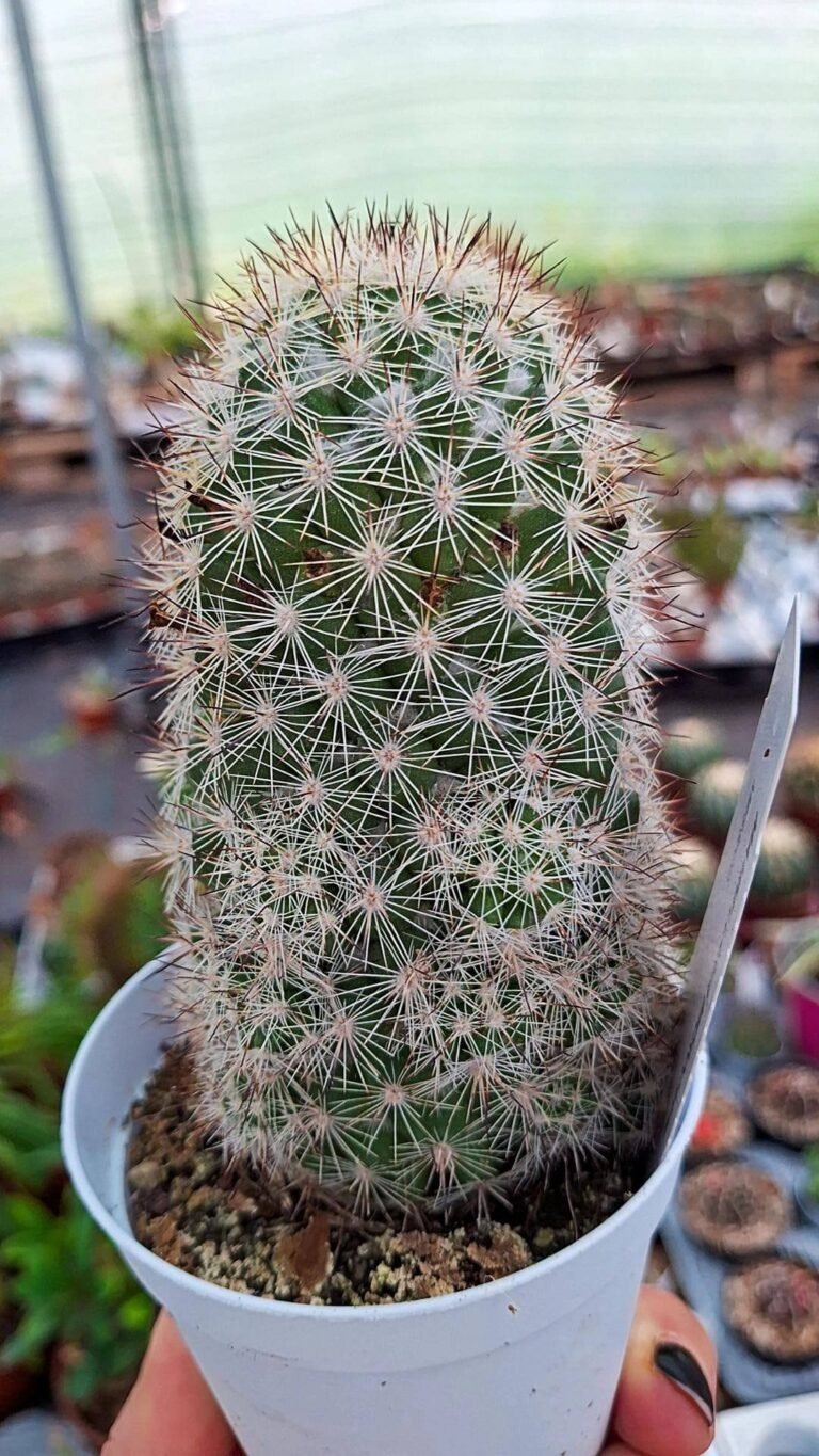 Mammillaria microcarpa
