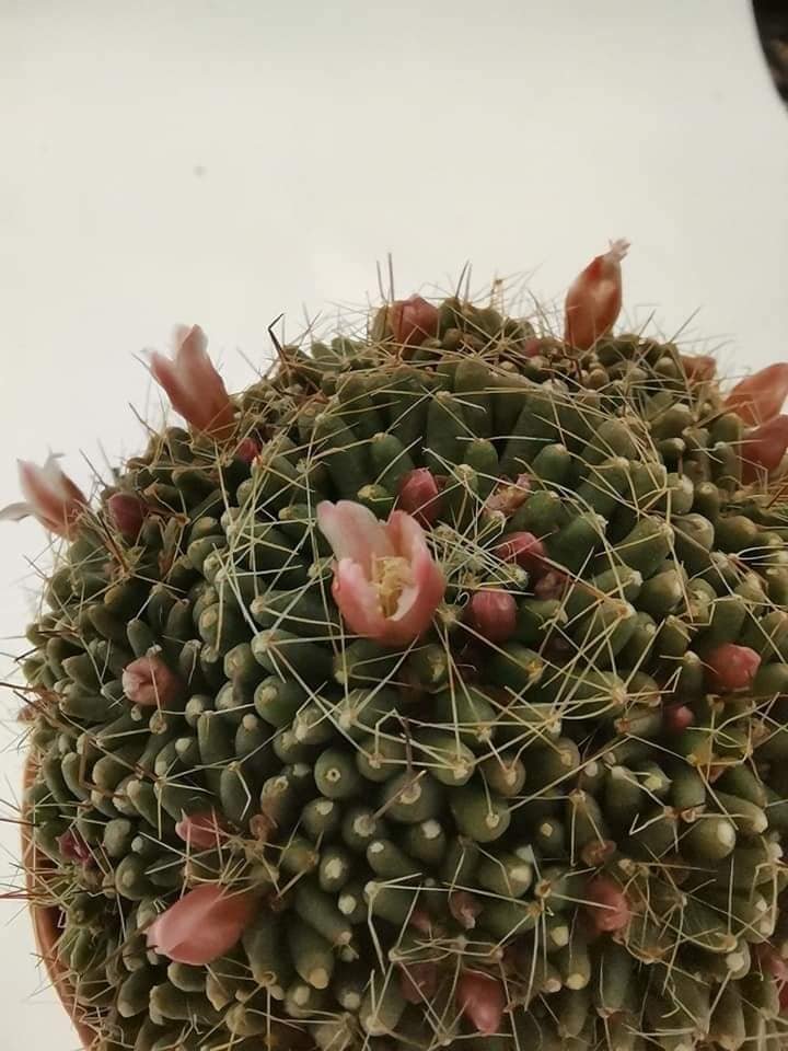 Mammillaria Painteri f. Mostruosa accestita