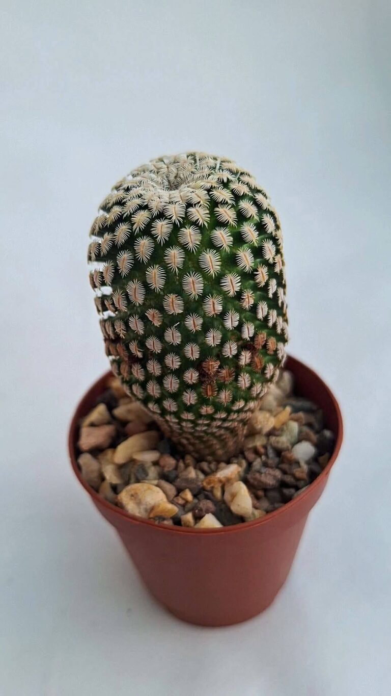 Mammillaria Pectinifera