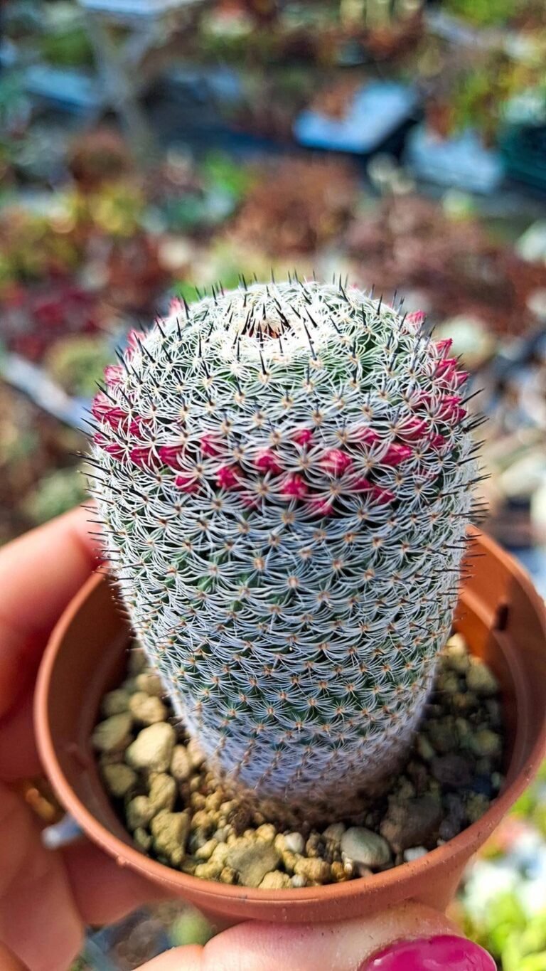 Siracactus-cactus-Mammillaria-pseudoperbella-1-1.jpg