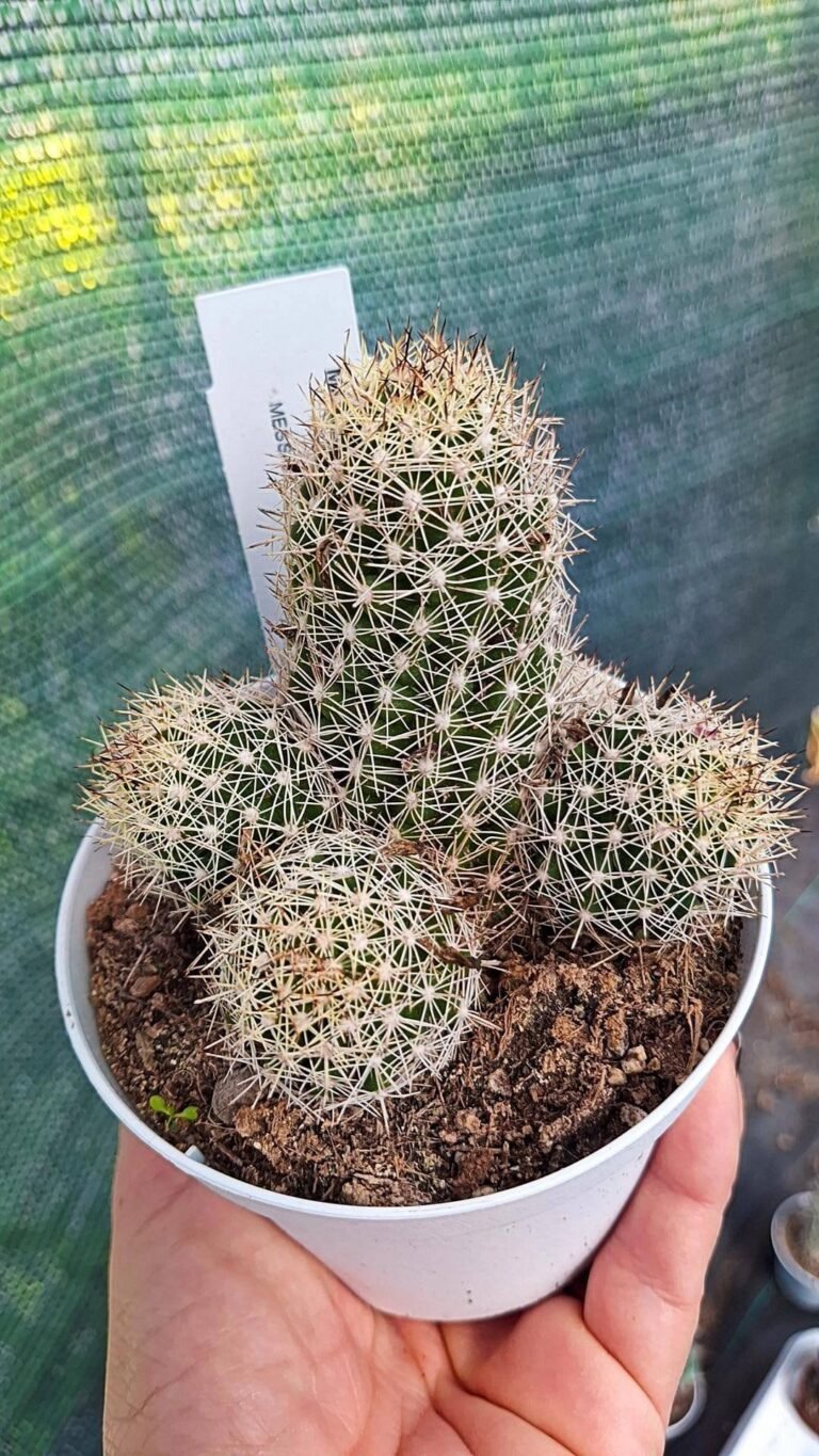 Siracactus-cactus-Mammillaria-sphacelata.jpg