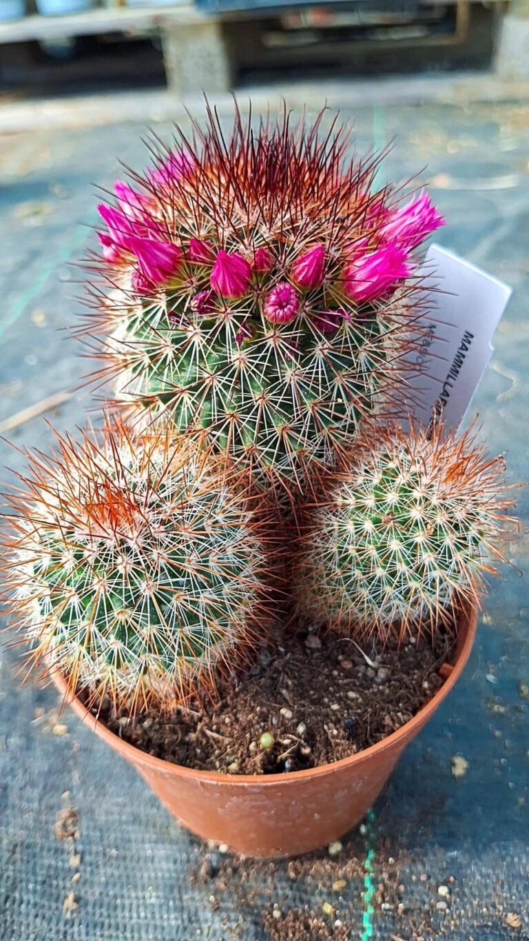 Mammillaria spinosissima