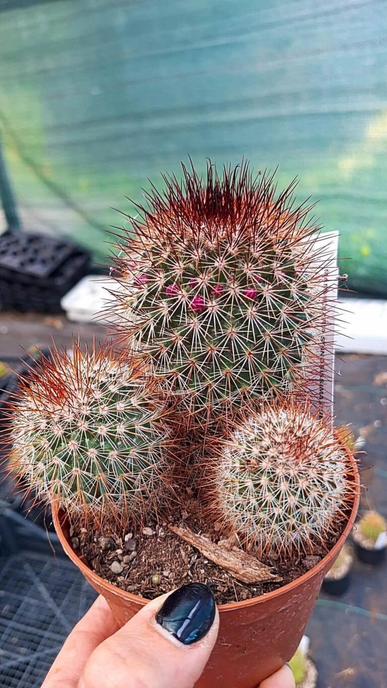 Mammillaria spinosissima rubra