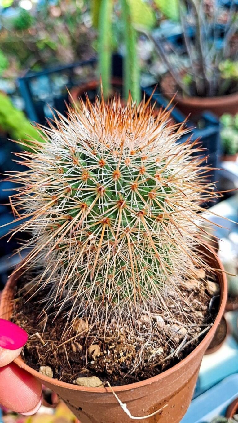 Siracactus-cactus-Mammillaria-spinosissima-rubra.jpg