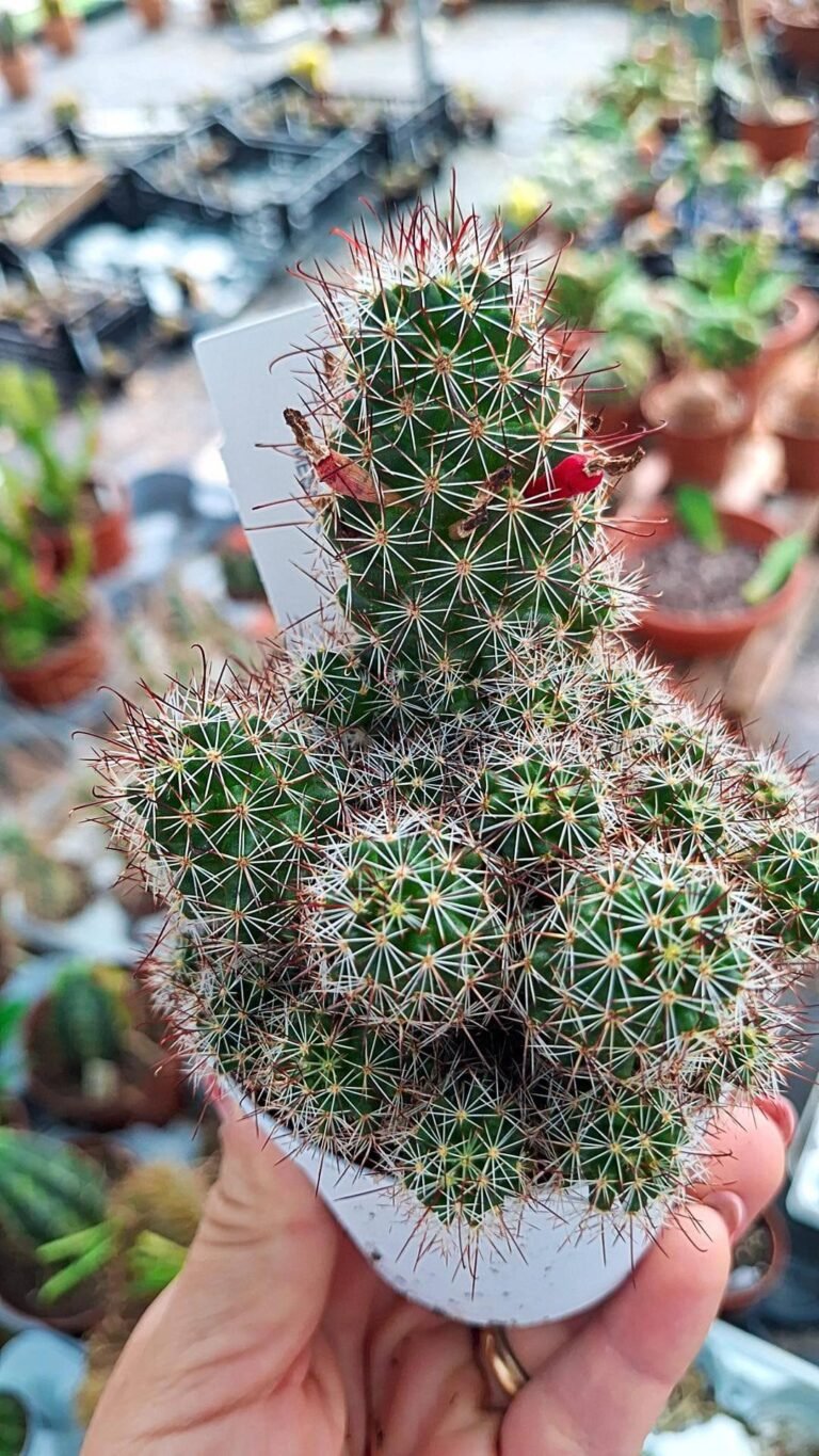Mammillaria swinglei