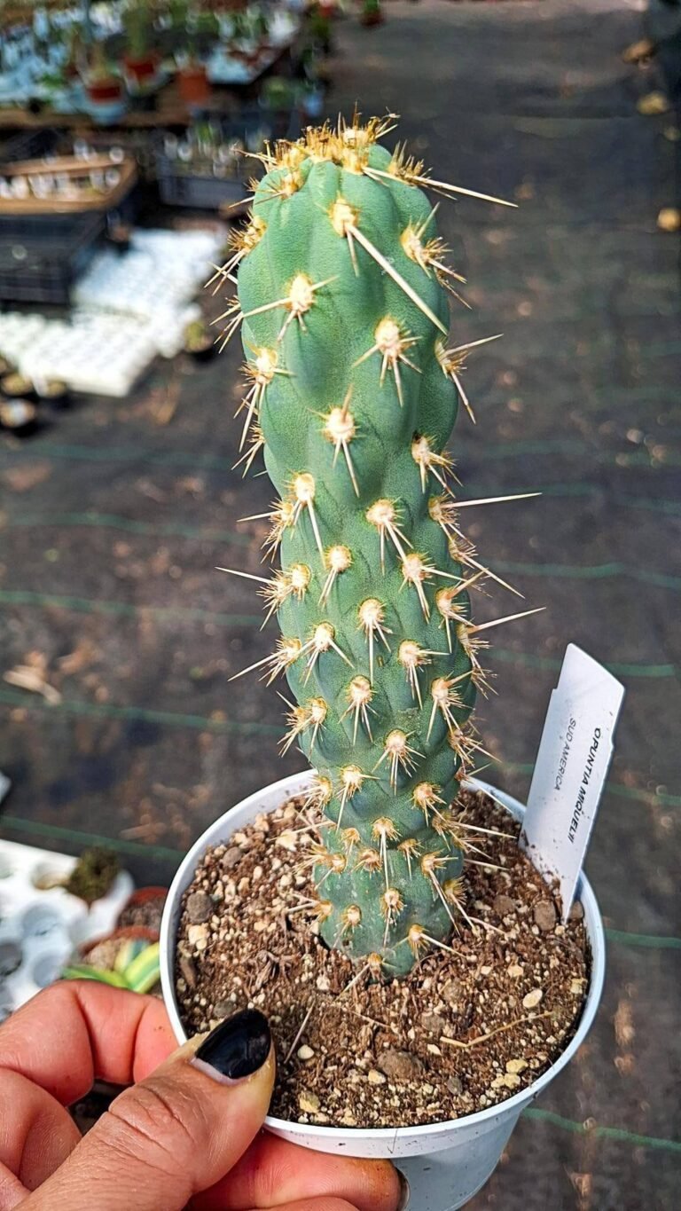 Opuntia Miquelii