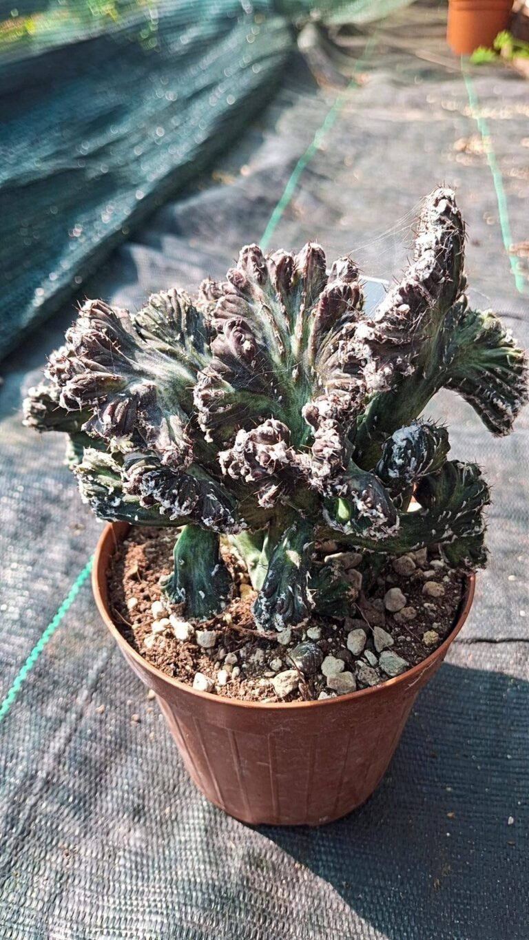 Siracactus-cactus-Monvillea-spegazzinii-crestata.jpg