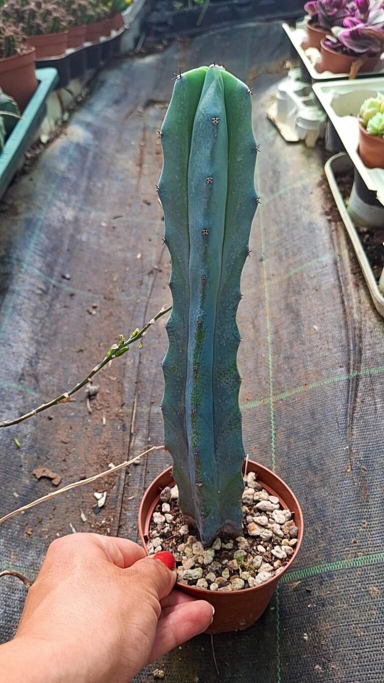 Myrtillocactus Geometrizans
