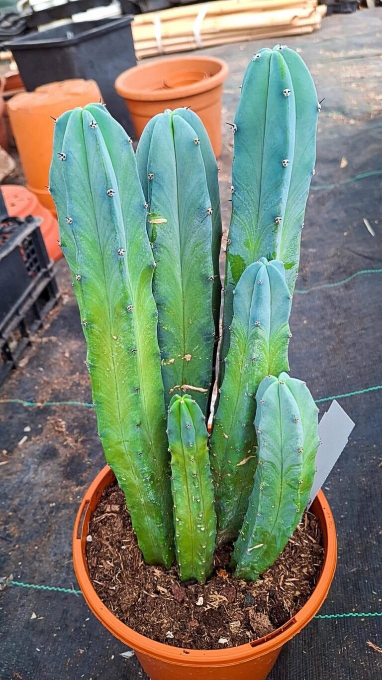 Myrtillocactus Geometrizans