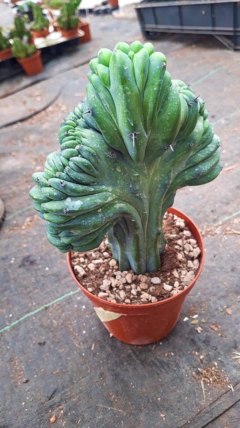 Myrtillocactus Geometrizans Crestata
