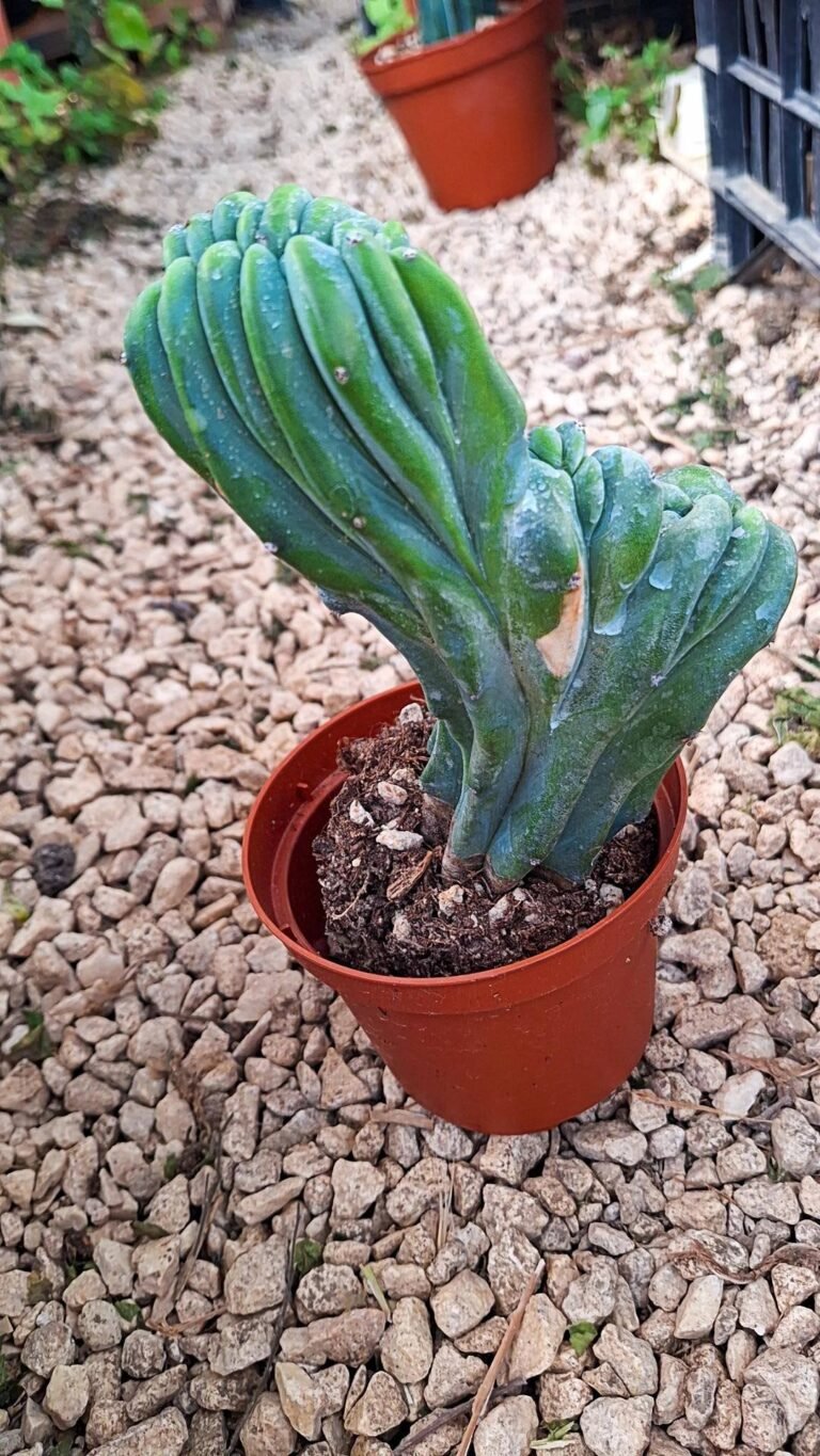 Myrtillocactus Geometrizans Crestata