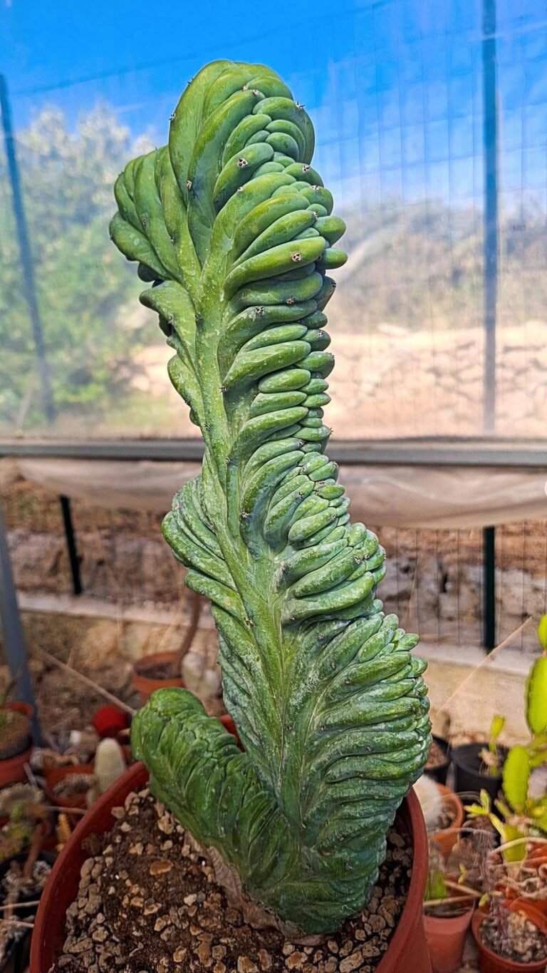 Myrtillocactus geom. Crestata big