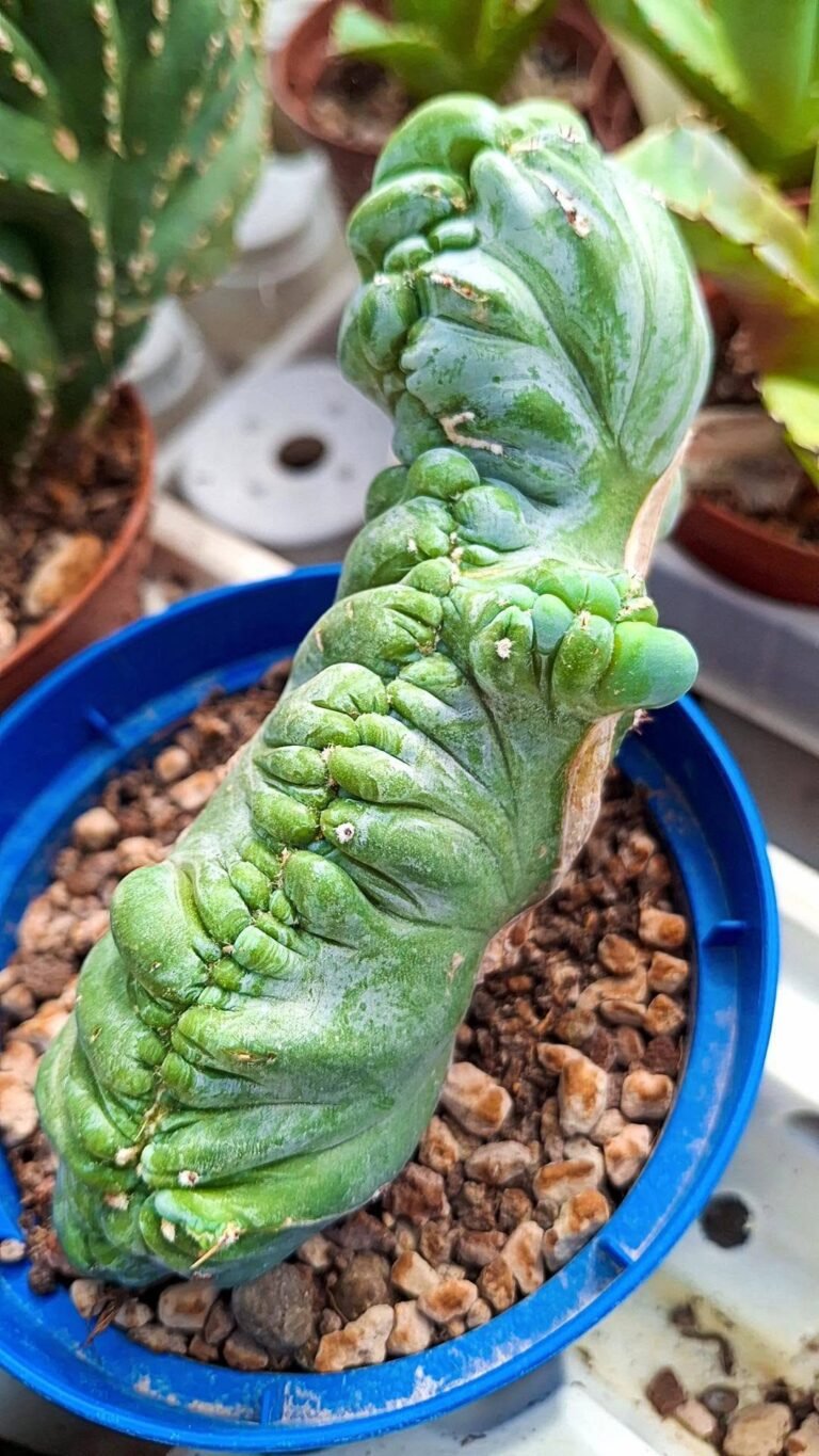 Myrtillocactus geom. Crestato