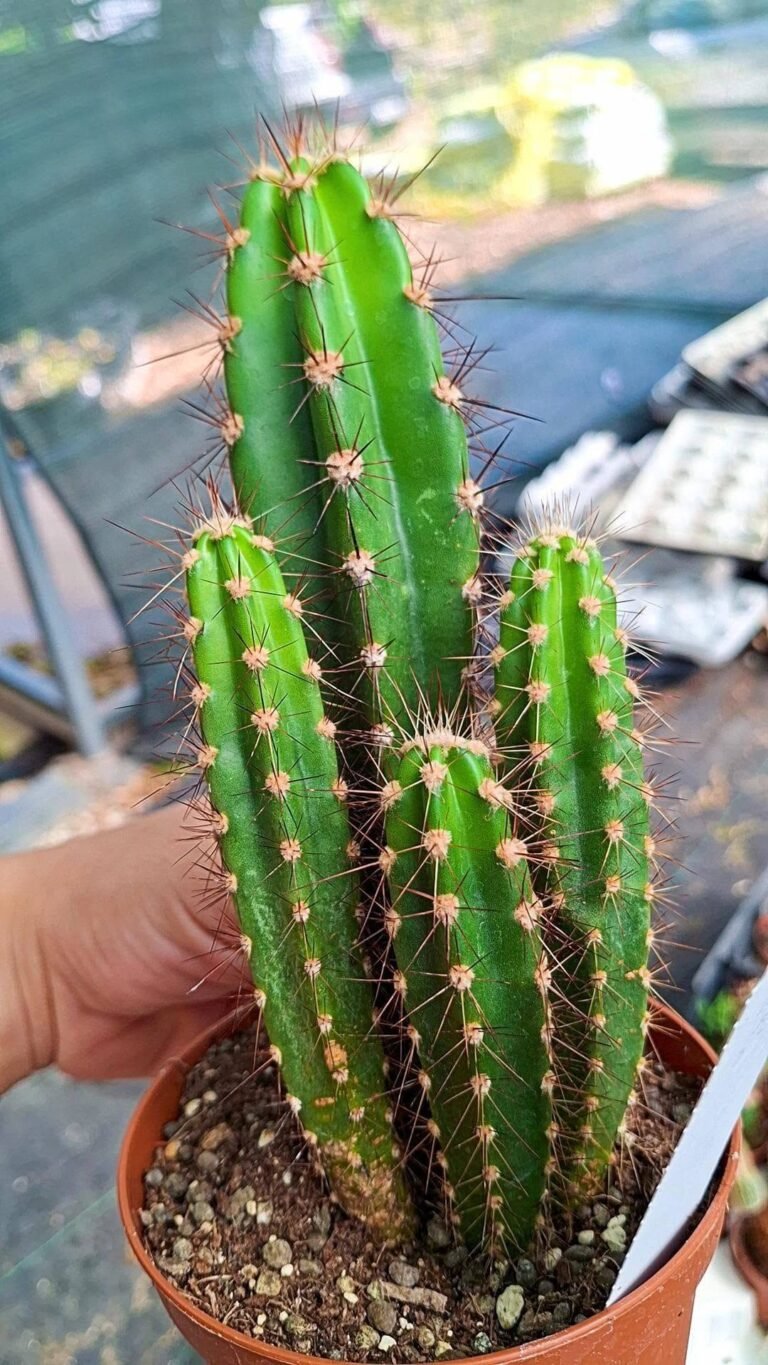 Neocardenasia Herzogiana