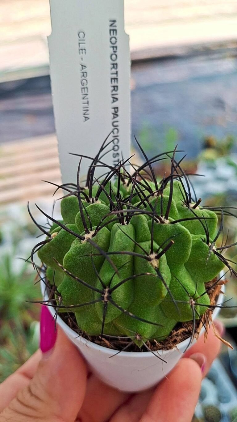 Neoporteria Paucicostata