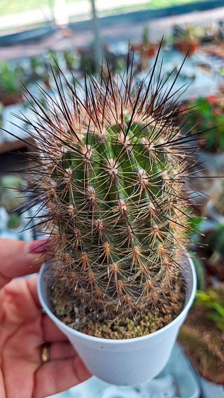 Neoporteria rapifera