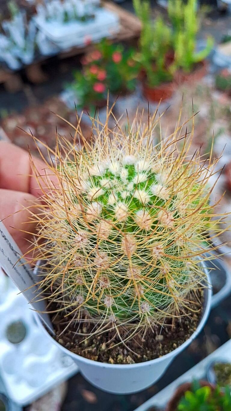 Neoporteria Subgibbosa