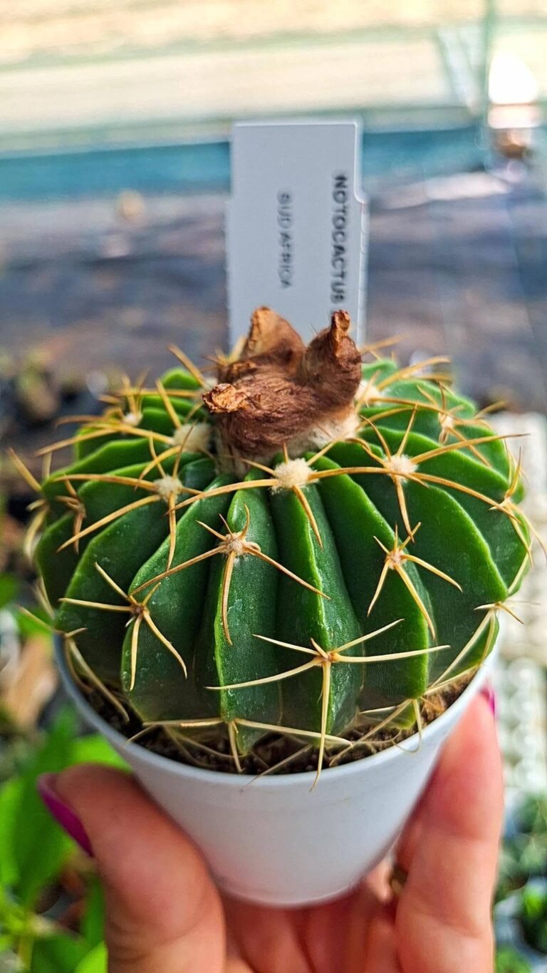 Notocactus Erinaceus