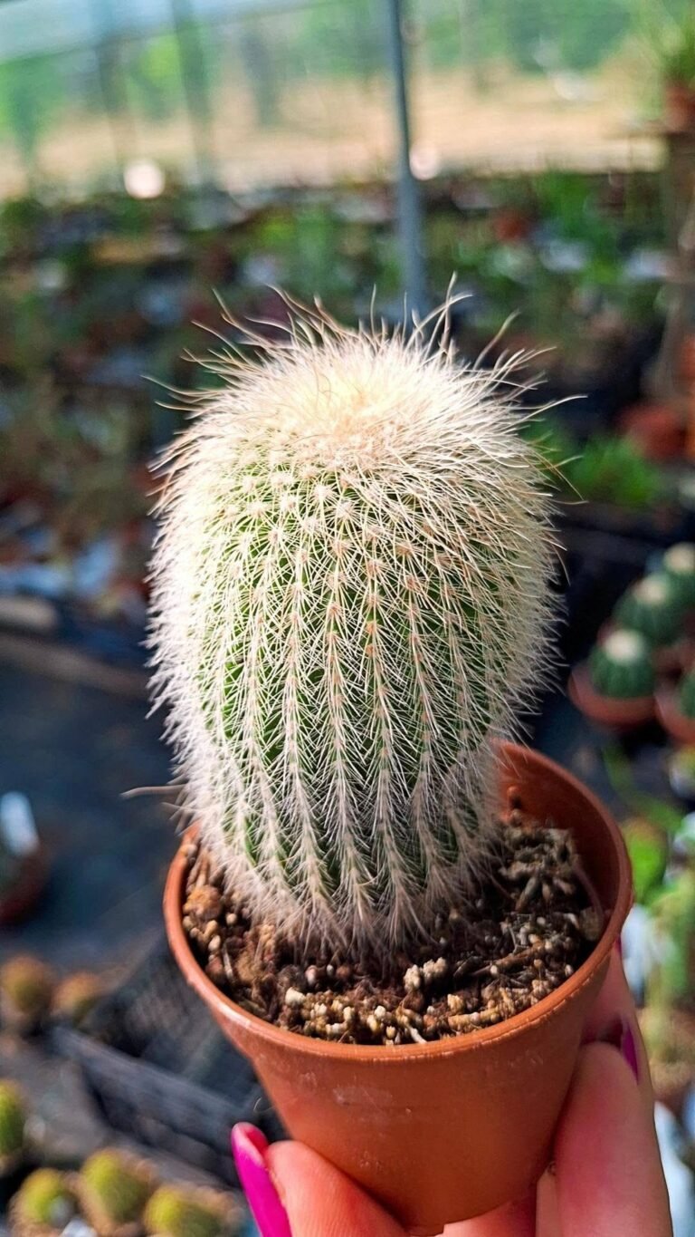 Notocactus leninghausii albispina