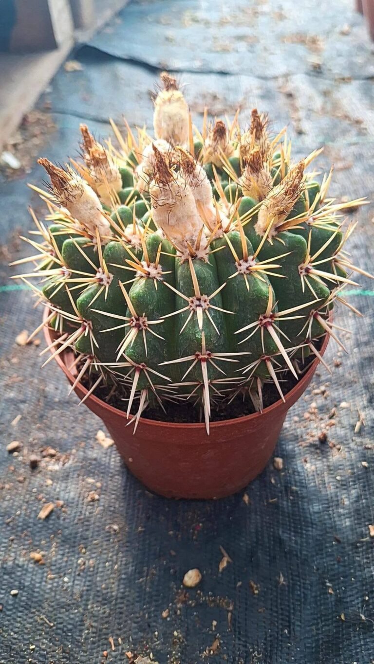 Notocactus Mammulosus