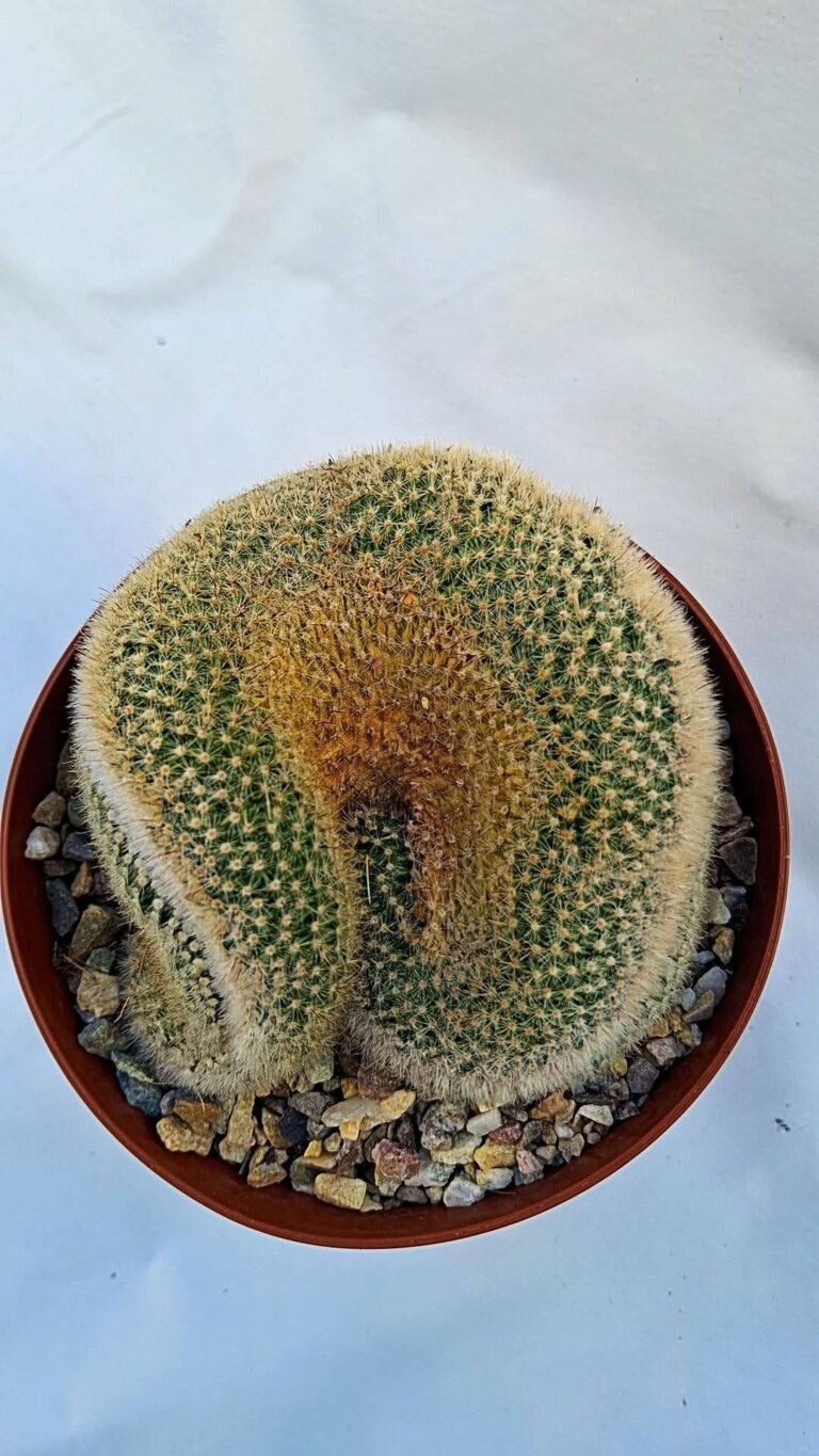 Notocactus scopa crestata